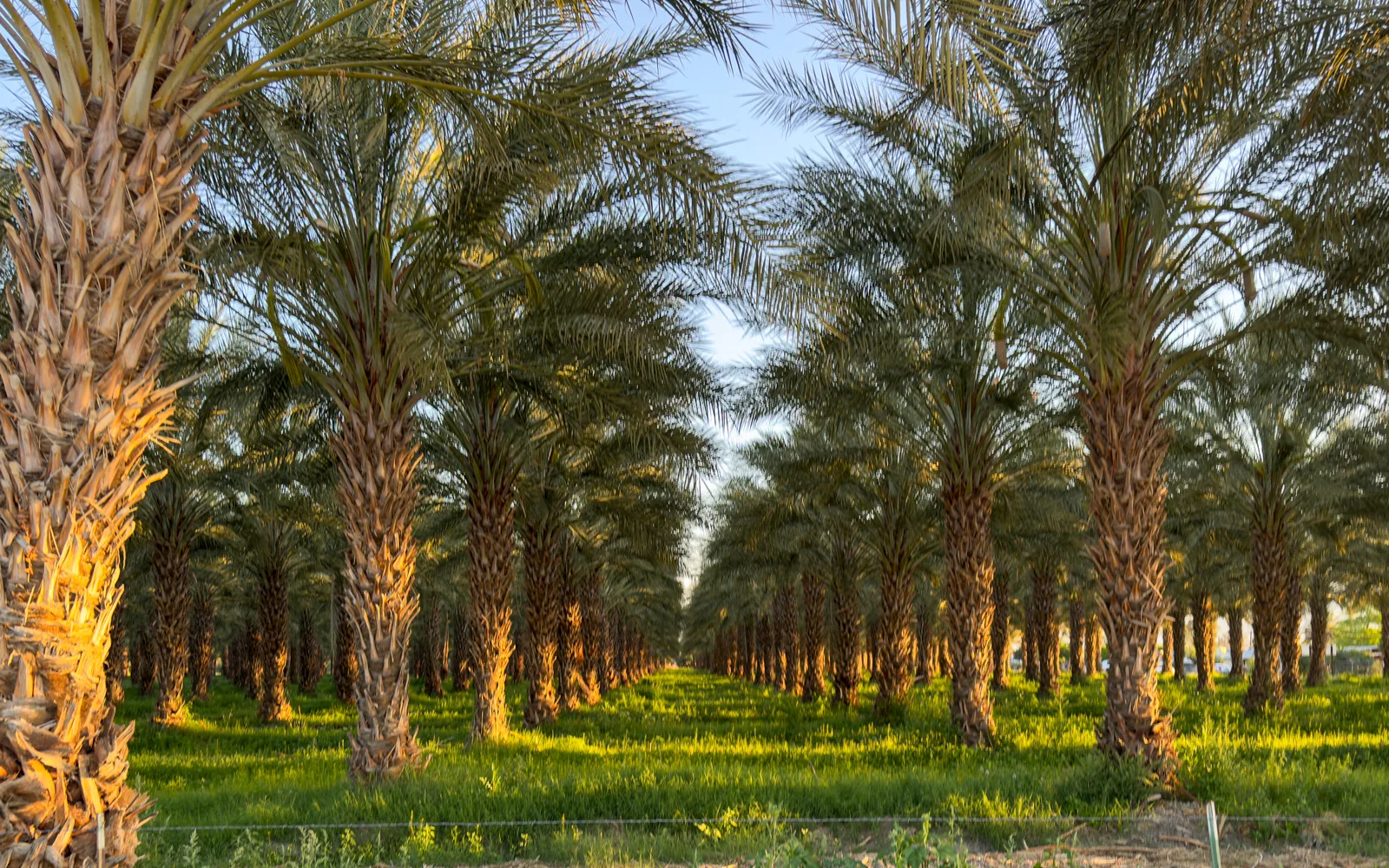 A lush date palm orchard with mature palm trees bearing fruit in Vista Santa Rosa, California